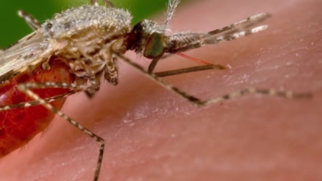 Malaria, il puntod ella situazione dell'Iss dopo la morte di una bambina