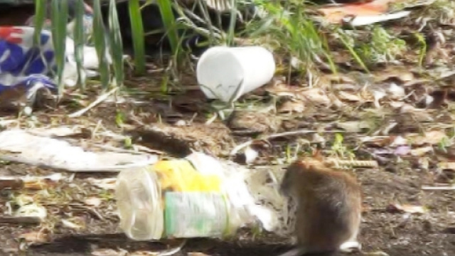 Orrore in Francia dove in un'abitazione di edilizia popolare una ragazzina disabile ha subito un'aggressione da parte di ratti.