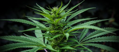 Marijuana plant (Image credit &ndash; Marcobeltrametti, Wikimedia Commons)