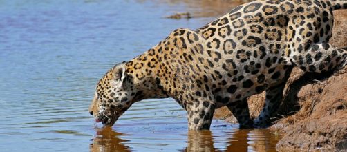 The jaguar, an endangered species, in Rio Bravo. - [Image credit &ndash; Bernard DUPONT / Wikimedia Commons]