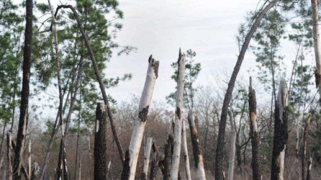 Cinq ans apr&egrave;s Klaus, des t&eacute;moignages toujours aussi &eacute;mouvants ... - sudouest.fr