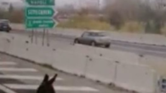 Un asino blocca il traffico sull'A24