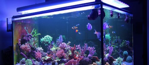 Existen muchos tipos de peceras para armar un acuario a tu gusto