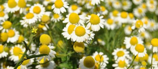 propiedades y usos de la manzanilla que desconoc&iacute;as