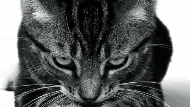 Il gatto, animale affascinante e misterioso