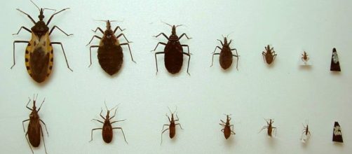 Chinches: Caracter&iacute;sticas, causas, enfermedades tratamiento y m&aacute;s. - hablemosdeinsectos.com