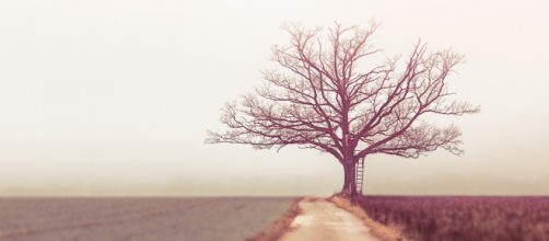 Ethics and aesthetics matter. (Image 8moments/Pixabay)