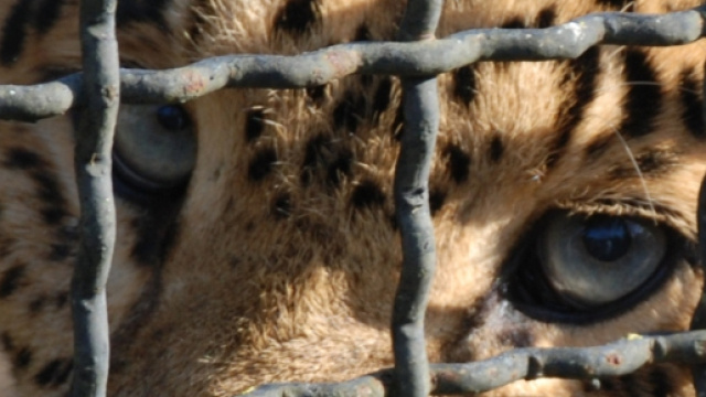 Enpa critica Papa Francesco: ecco perch&eacute;