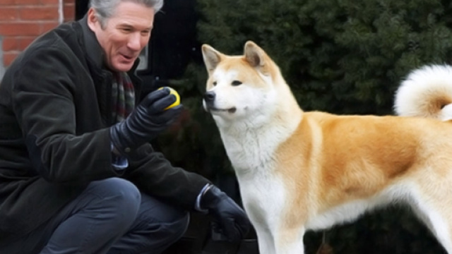 La devozione del cane Leo per il suo proprietario ricorda quella del quattro zampe protagonista del film con Richard Gere.