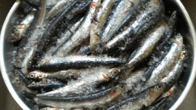 Allerta alici contaminate: prestate attenzione