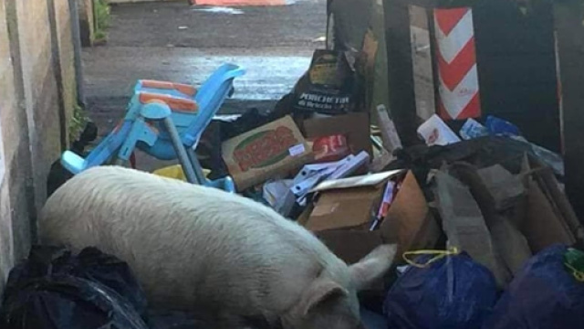 Degrado capitale, maiale rovista tra i rifiuti