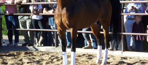 One of Rae Dawn farms' champions in the show corral. [Image via B. Williams]