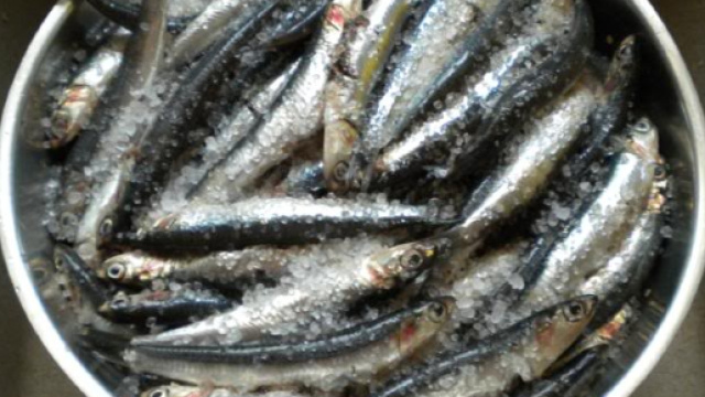 Allerta alici contaminate: ecco la marca interessata