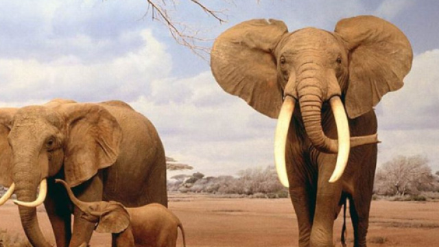Elefante africano e asiatico: quali differenze? - scienze-naturali.com