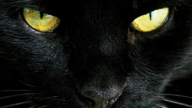 Amici pelosi: il gatto domestico, felis catus