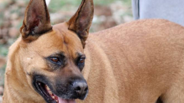 L'Amico Fedele - adozione cani del canile di Ripatransone - lamicofedele.it