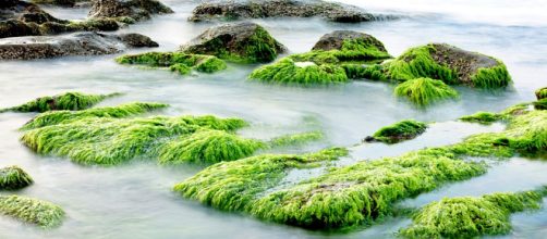 Free photo: Sea, Natural, Rock ' N ' Roll, Wave - Free Image on Pixabay - 816740