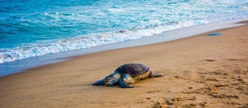 Olive Ridley sea turtle at Auroville sea beach (Image credit &ndash; Pinku Halder, Wikimedia Commons)
