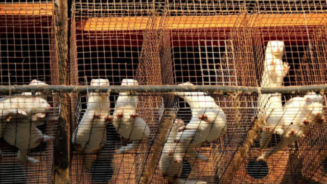 Allevamenti da pelliccia: tutt'Europa li vieta, l'Italia resta ... - ilfattoquotidiano.it