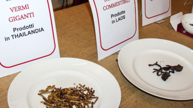Insetti nei menu: il Ministero della Salute risponde - agenziagiornalisticaopinione.it