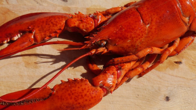 La Svizzera vieta di bollire le aragoste vive