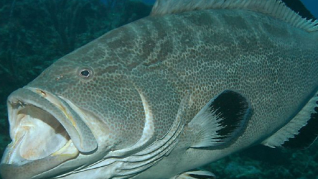 Marta, la cernia salvata da Riccardo Braghieri, lo chef di Camogli