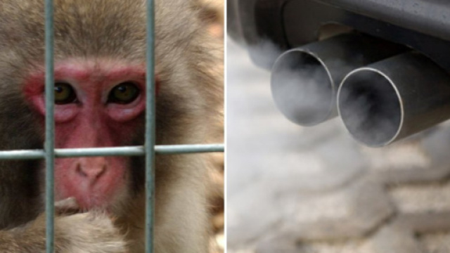 Cavie umane e animali per i test dei gas di scarico