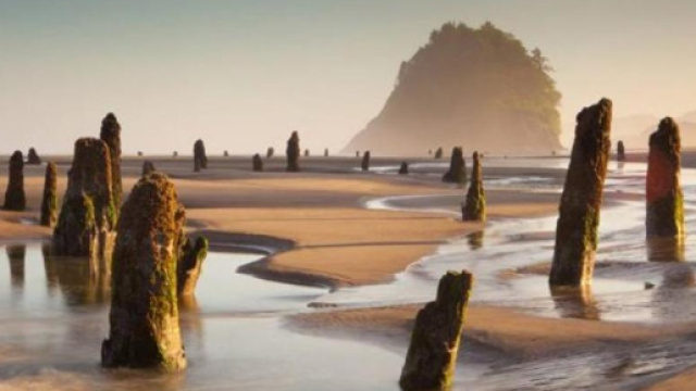 Nella foresta fantasma dell'Oregon, riemersa dalla sabbia dopo ... - lastampa.it