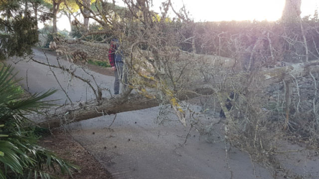 Un albero sradicato a Otranto.