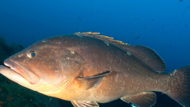 Una cernia in un fondale marino