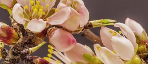 Dana Scatton has given birth. - [BaLu - Relaxing Nature / YouTube screencap]