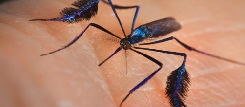 A amea&ccedil;a da febre amarela | Revista Pesquisa Fapesp - fapesp.br