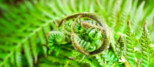 A wife pranked her husband for years after passing away, getting him to water plastic plants. [Image credit: Plantsworld/Pixabay]