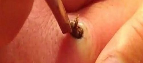 La verdadera raz&oacute;n por la que sientes placer con los videos de ... - dailytrend.mx