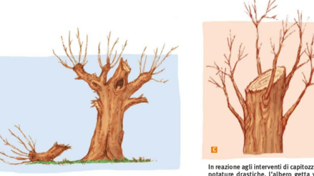 No alla capitozzatura! Finamente una regolamentazione che la vieta.
