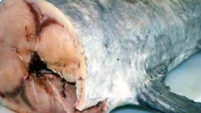 Usa: niente pesce spada per le donne incinte, troppo mercurio