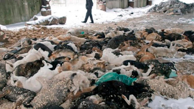 Cani morti in seguito allo sterminio (foto di: East2West News)