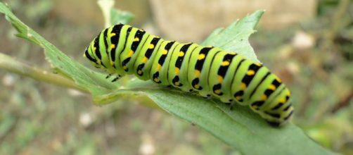 Im&aacute;genes de gusanos | Im&aacute;genes - tusimagenesde.com