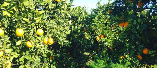 Alfara del Patriarca y sus naranjas en el suelo.