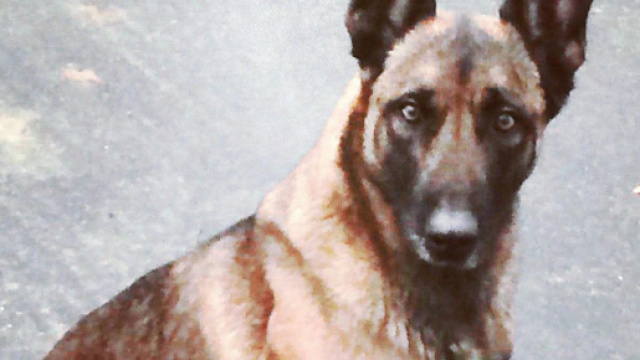 Veda, il cane poliziotto morso in testa da un uomo che voleva sfuggire alla cattura.