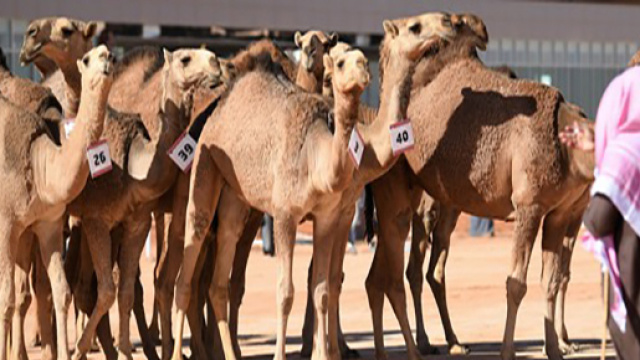 cammelli ad un concorso di bellezza