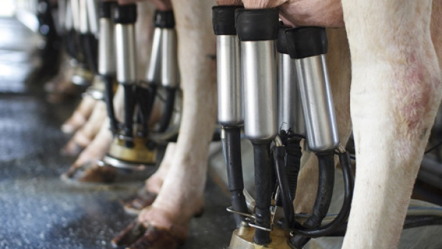 Italia condannata: 1,3 miliardi di euro da pagare per le quote latte - allegrinifoodindustry.com