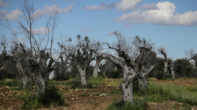 La xylella fastidiosa che uccide gli ulivi in Puglia - Daniele ... - internazionale.it
