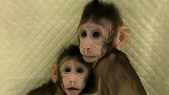 Le due scimmie clonate in Cina(Qiang Sun and Mu-ming Poo, Chinese Academy of Sciences )