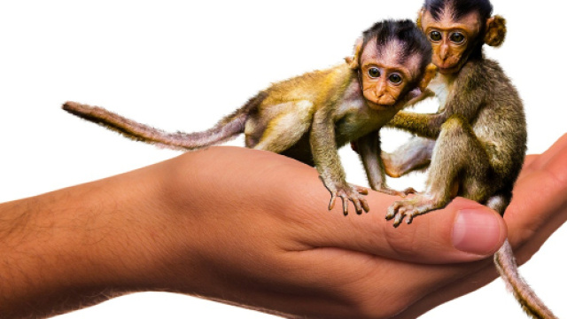 Le prime scimmie clonate al mondo