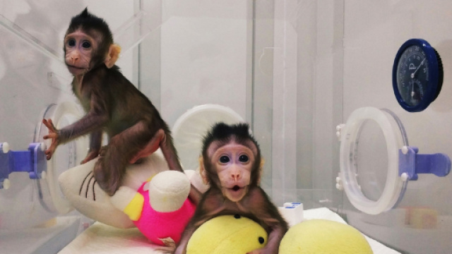 Zhong Zhong e Hua Hua: le prime scimmie clonate come la pecora Dolly
