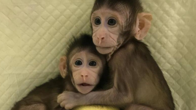 Zhong Zhong e Hua Hua, prime scimmie clonate con la tecnica della ... - lastampa.it