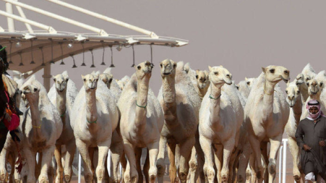 Cammelli concorrenti al concorso di bellezza 'King Abdulaziz Camel Festival'. Alcuni troppo 'truccati' sono stati espulsi dalla competizione.
