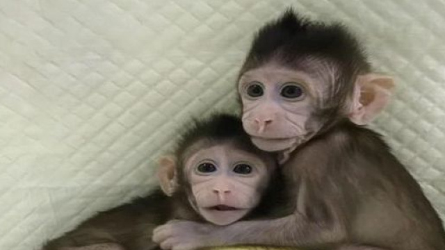 Le 2 scimmie clonate *da Corriere della Sera, Corriere.It (24 gennaio 2018)