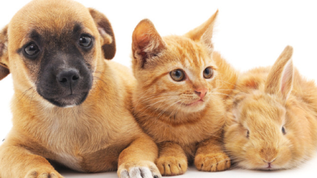 MICROCHIP PER CANI, GATTI, CONIGLI: AMALI - Clinica La Veterinaria - clinicalaveterinaria.it